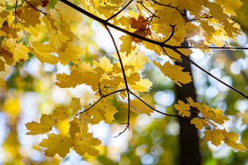 Perspective up view of autumn forest with bright orange and yellow leaves. Dense woods with thick canopies in sunny fall weather.