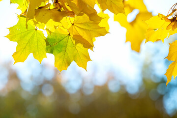 Close up of bright yellow and red maple leaves on fall tree branches with vibrant blurred background in autumn park.
