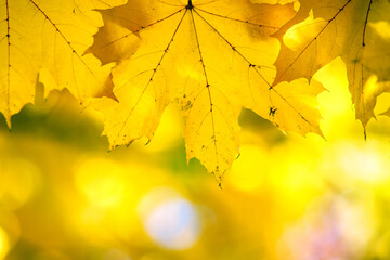 Close up of bright yellow and red maple leaves on fall tree branches with vibrant blurred background in autumn park.