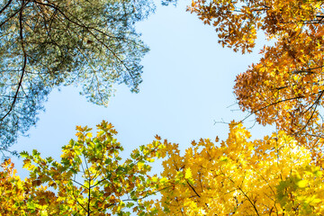 Perspective up view of autumn forest with bright orange and yellow leaves. Dense woods with thick canopies in sunny fall weather.