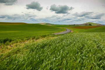 A wheat field on a farm in the Palose region of eastern washington.