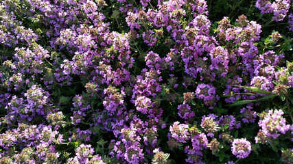 bright blooming purple flowers wild thyme aromatic seasoning