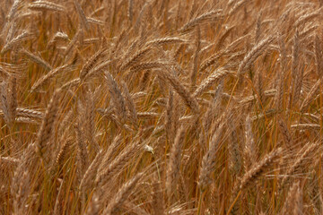 Natural golden background of ears swayed by the wind.