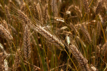 Large ripe golden ears. May be background.