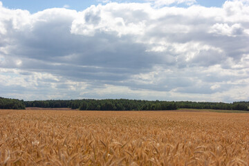 Summer landscape with golden field, blue sky and forest in the distance.