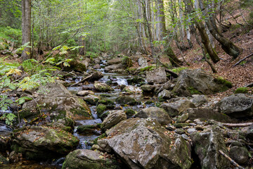 Beautiful bavarian forest 9