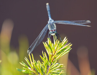 Damselflies (similar to dragonflies), Riisa Bog Soomaa ("land of bogs") National Park in a wetland area in the Parnu and Viljandi counties, south-western Estonia.