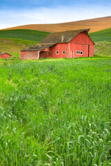 Fototapeta na wymiar A red barn on a farm in the Palose region of eastern washington.