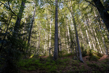 Beautiful bavarian forest 1