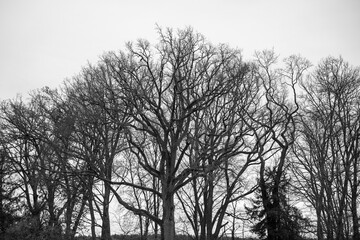 Cold Winter Trees