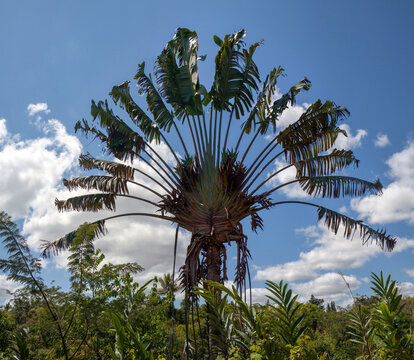 Travelers Tree or Travelers Palm, Ravenala madagascariensis Stock Photo -  Alamy