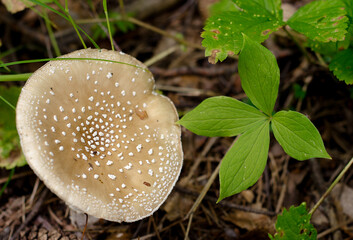 Beige fly agaric in the forest. Poisonous mushroom.