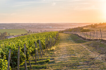 Fototapeta premium Wunderschöner Blick von den Weinbergen des Süßen See ins Mansfelder Land bei Sonnenuntergang