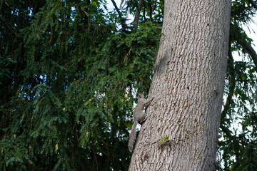 two squirrels chasing each other around the trunk of a tree in English parkland 