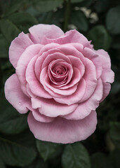 Pink rose with raindrops on a dark green background in an atmosphere of both gentle and cold tones.
