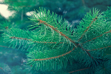 Fototapeta na wymiar Background of amazing spruce branches. Christmas tree in colorful green and blue colors.