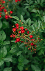 Obraz premium red berries on a green background