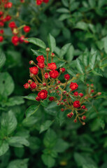 red berries on a green background