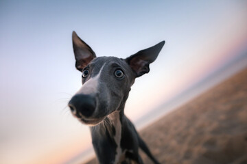 Dog wide angel. Whippet against the sky. Funny pet in nature