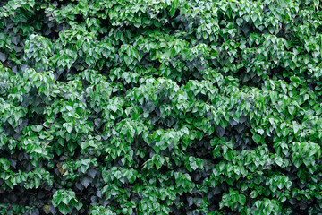 Fototapeta na wymiar Wall of numerous green leaves