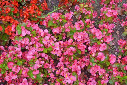 rosa und rote Begonien