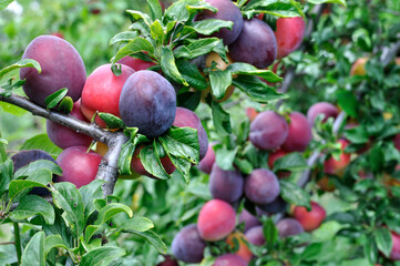 ripe cherry-plums on a tree branch in the orchard,vertical composition, selective focus