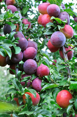 ripe cherry-plums on a tree branch in the orchard,vertical composition