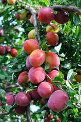 ripe cherry-plums on a tree branch in the orchard,vertical composition