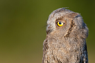 European Scops Owl, Otus scops close up portrait