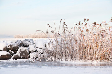 Reeds in winter by a lake