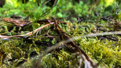 Nature Green 