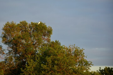 Obraz premium The white heron (Ardea alba) died away in the rays of the evening sun on the branches of a tall old tree.