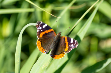 Obraz premium Red admiral butterfly (Vanessa Atalanta) on green grass, wings opened