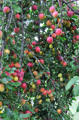 ripening  cherry-plums on a tree in the orchard,vertical composition