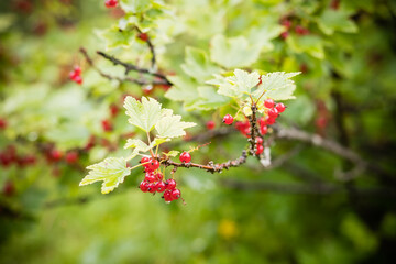 Red currant bush with ripe red berries.red currant grows on a bush in the garden, berry, harvest, summer vitamins. Selective focus