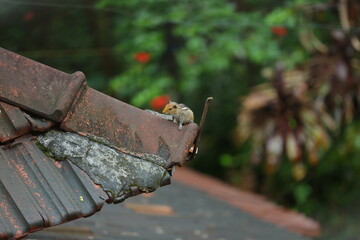 wood, old, metal, tool, iron, rusty, work, anvil, steel, hammer, fire, log, wooden, garden, construction, nature, axe