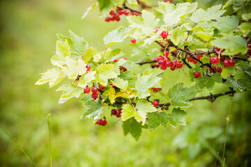 Red currant bush with ripe red berries.red currant grows on a bush in the garden, berry, harvest, summer vitamins. Selective focus