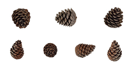 Set of brown pine cone isolated on white background