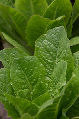 Fototapeta na wymiar vegetables, leaves of a lettuce in a garden, leaves of plants