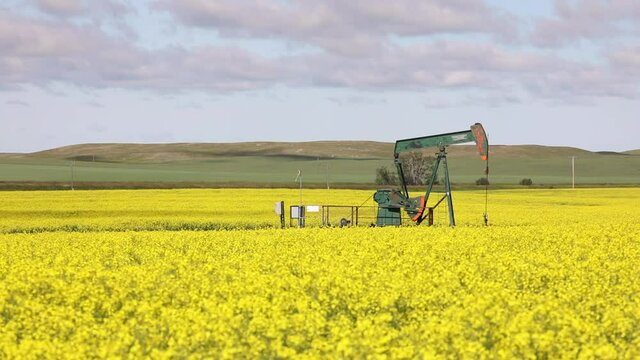 Lone Pumpjack in a field of yellow flowers swaying in breeze, contrast of human impact and beauty of nature, static shot