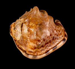 Sea shell isolated on a black background. Beautiful seashell