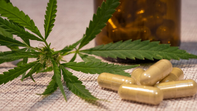 Alternative Medicine, Medicinal Cannabis Leaves And Powder Capsules.