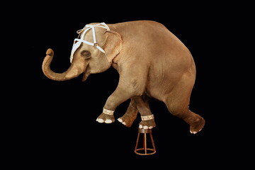 An elephant stands on one leg on a stand. Circus show - 368870644