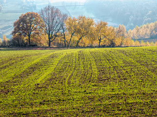 Arable field with trees in the fall calors