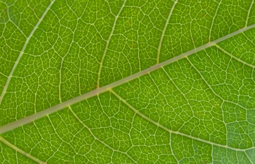 Macrophoto of a green leaf. Texture, background.