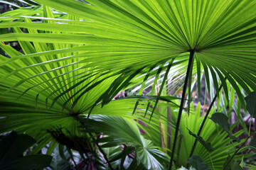 Natural background, natural texture. View above. Palm leaf.