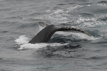 The humpback whale (Megaptera novaeangliae) 