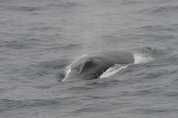 The humpback whale (Megaptera novaeangliae) 