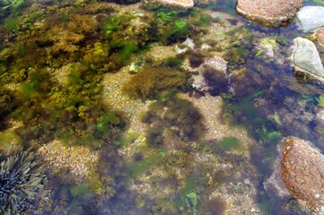 Algen im Salzwasser