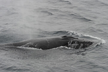 The humpback whale (Megaptera novaeangliae) 